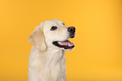 Photo of Cute Labrador Retriever showing tongue on orange background, space for text