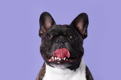 Photo of Adorable French Bulldog on purple background. Lovely pet