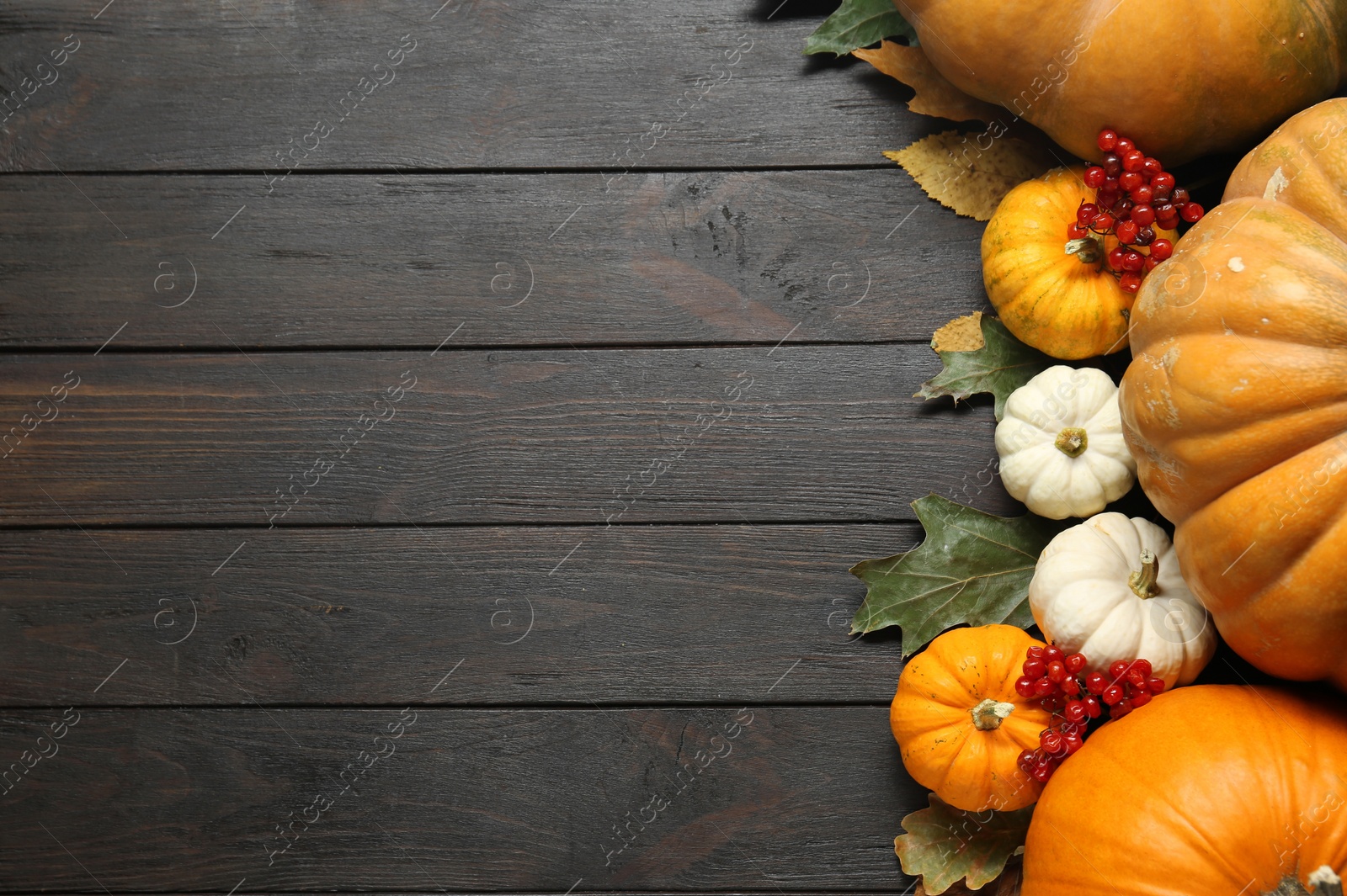 Photo of Thanksgiving day. Flat lay composition with pumpkins on black wooden table, space for text