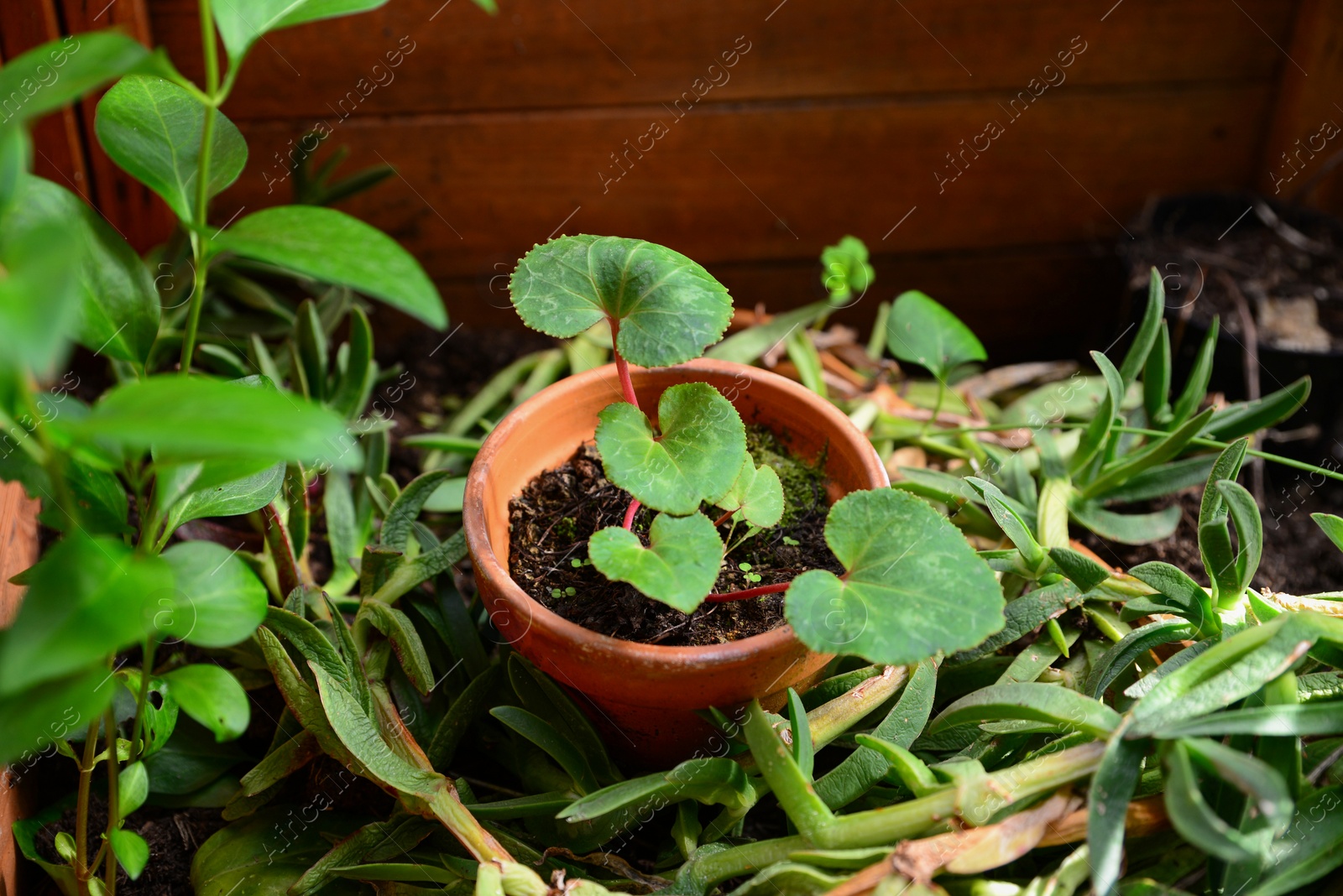 Photo of Seedling of begonia surrounded by different plants in greenhouse