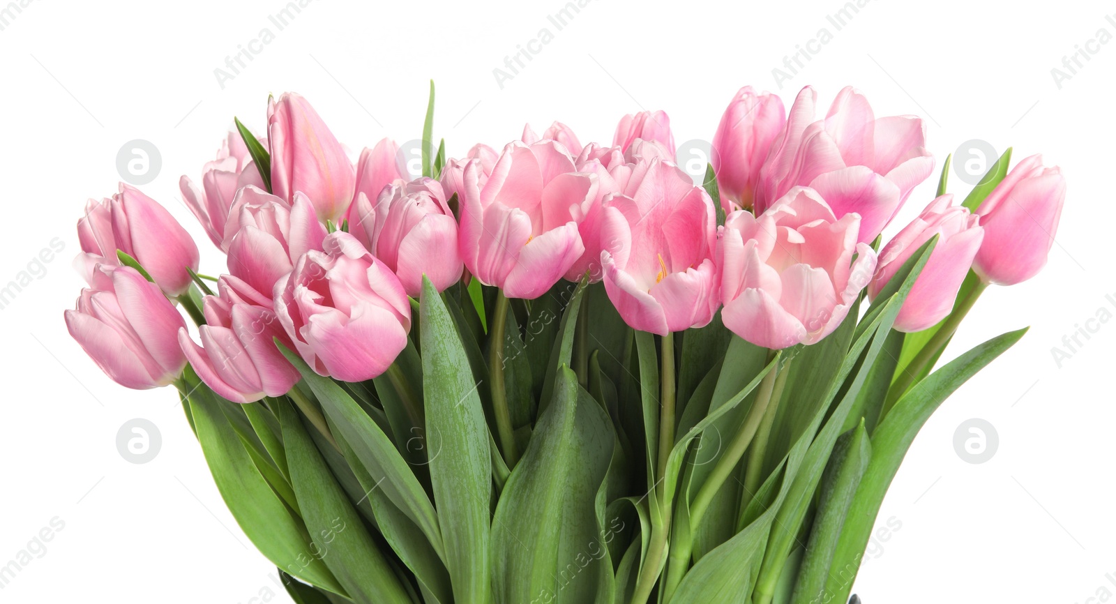 Photo of Beautiful pink spring tulips on white background