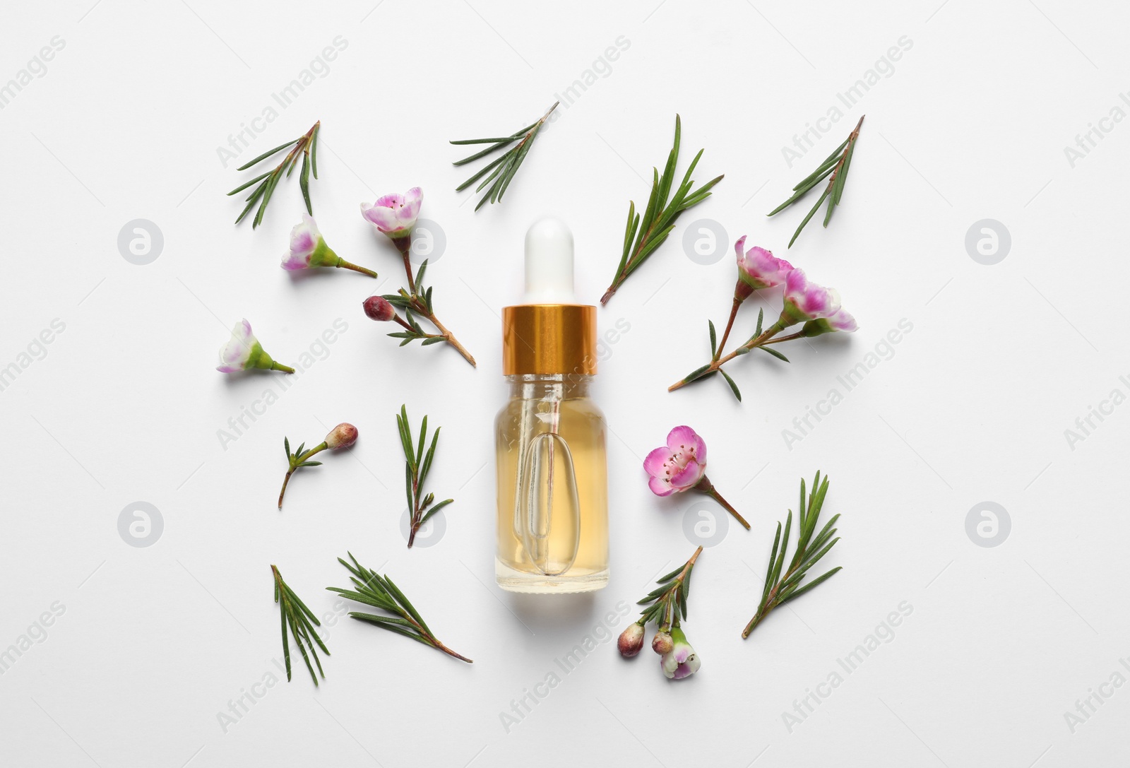 Photo of Flat lay composition with bottle of natural tea tree oil on white background