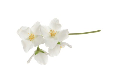 Photo of Beautiful flowers of jasmine plant isolated on white