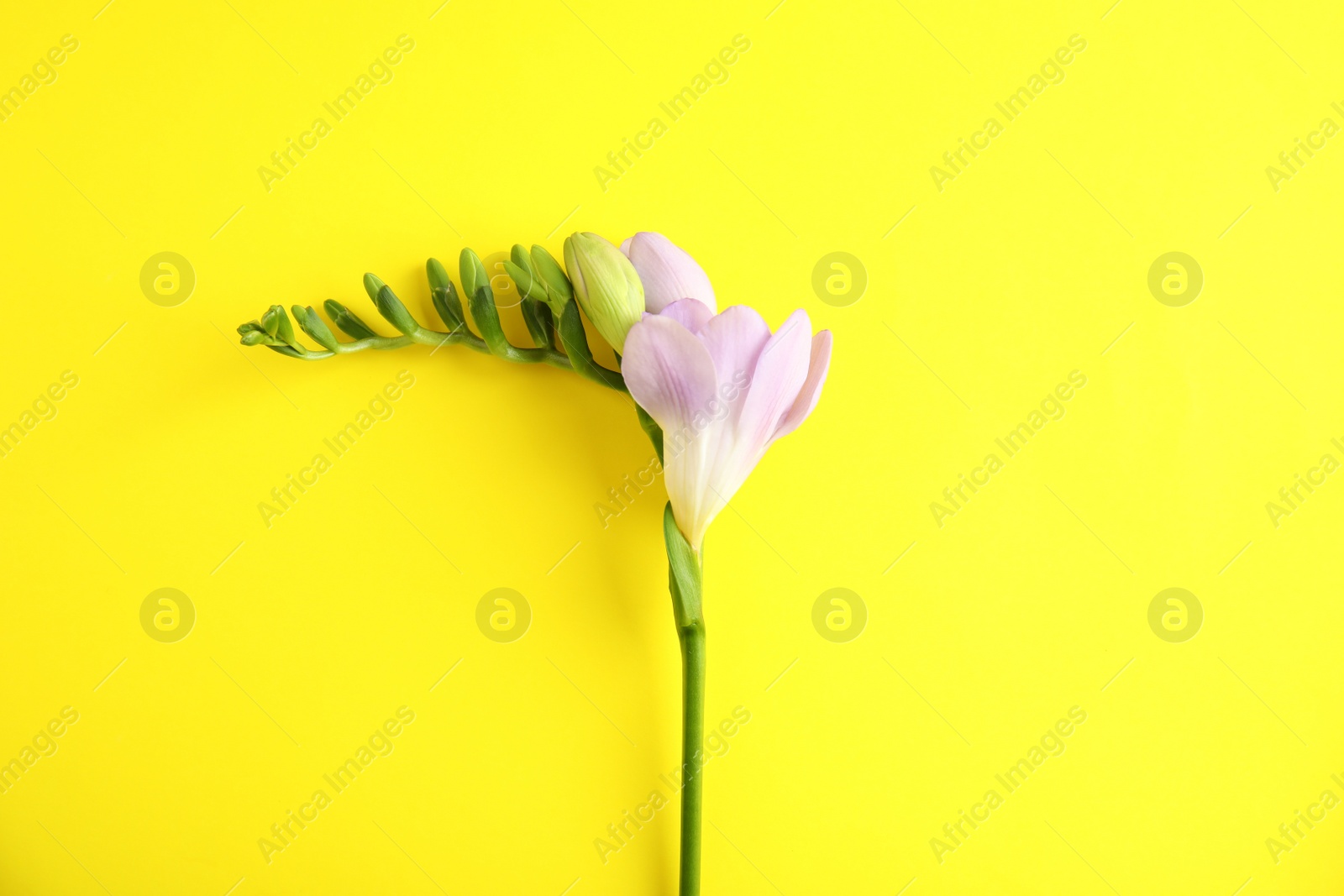 Photo of Beautiful freesia with fragrant flowers on color background, top view