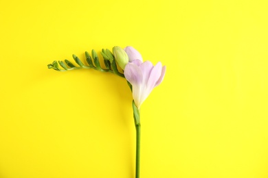 Photo of Beautiful freesia with fragrant flowers on color background, top view