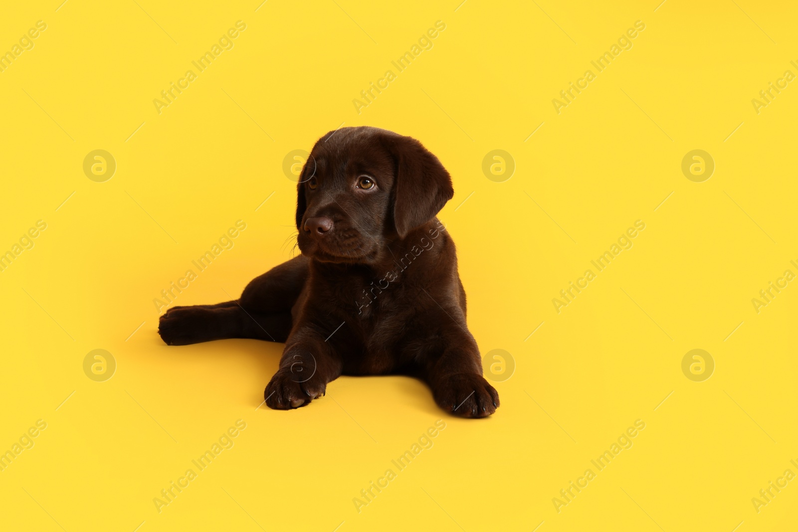 Cute chocolate Labrador Retriever puppy on yellow background, space for text Photo of Cute chocolate Labrador Retriever puppy on yellow background, space for text