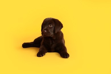 Photo of Cute chocolate Labrador Retriever puppy on yellow background, space for text