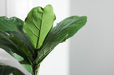 Fiddle Fig or Ficus Lyrata plant with green leaves on light background, closeup. Space for text