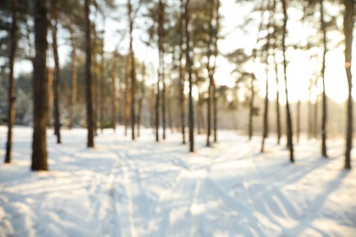 Photo of Beautiful snowy forest on sunny morning in winter, blurred view