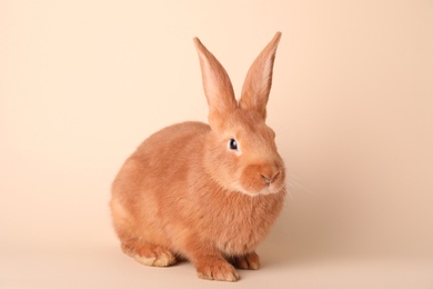 Photo of Cute bunny on beige background. Easter symbol