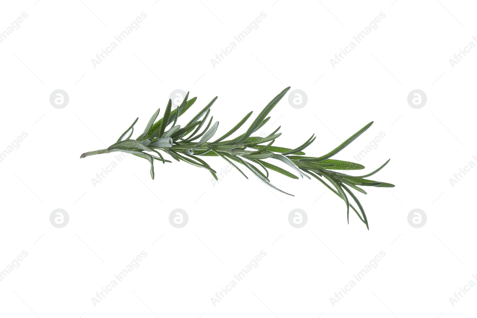 Photo of Fresh green rosemary isolated on white. Aromatic herb