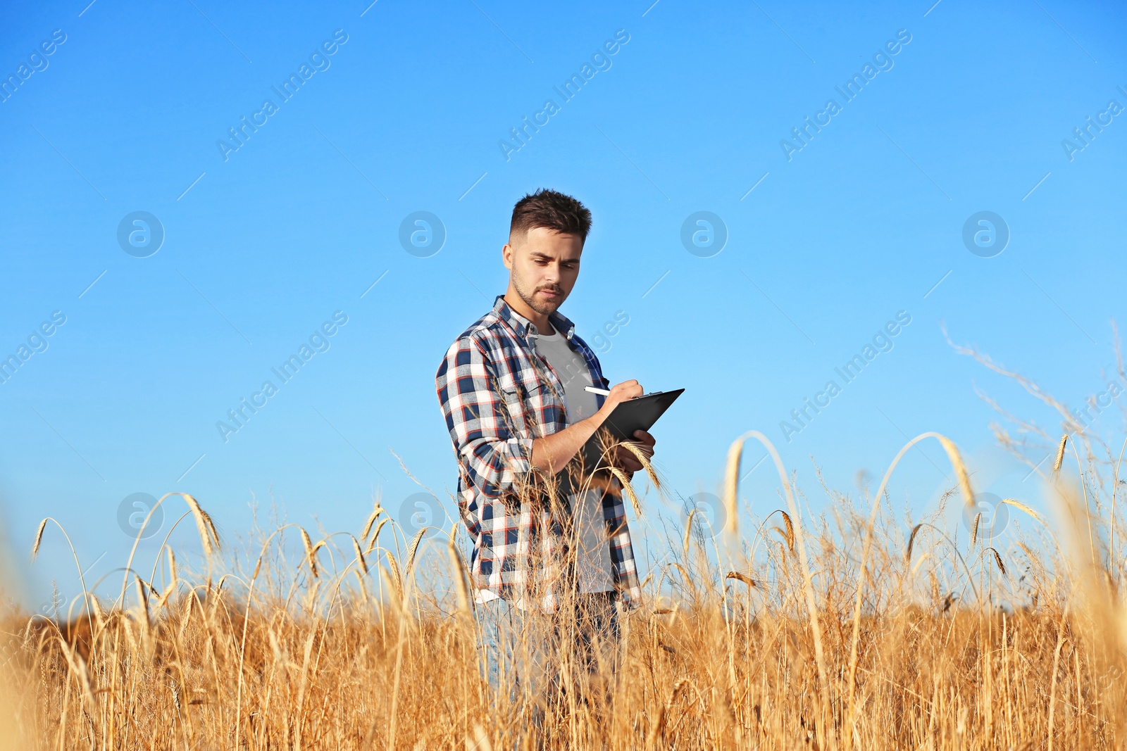 Photo of Agronomist with clipboard in wheat field. Cereal grain crop