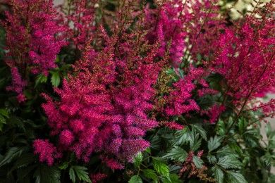 Photo of Beautiful blooming Astilbe plant with green leaves, closeup view
