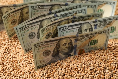 Photo of Dollar banknotes on wheat grains, closeup. Agricultural business