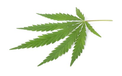 Fresh green hemp leaf on white background