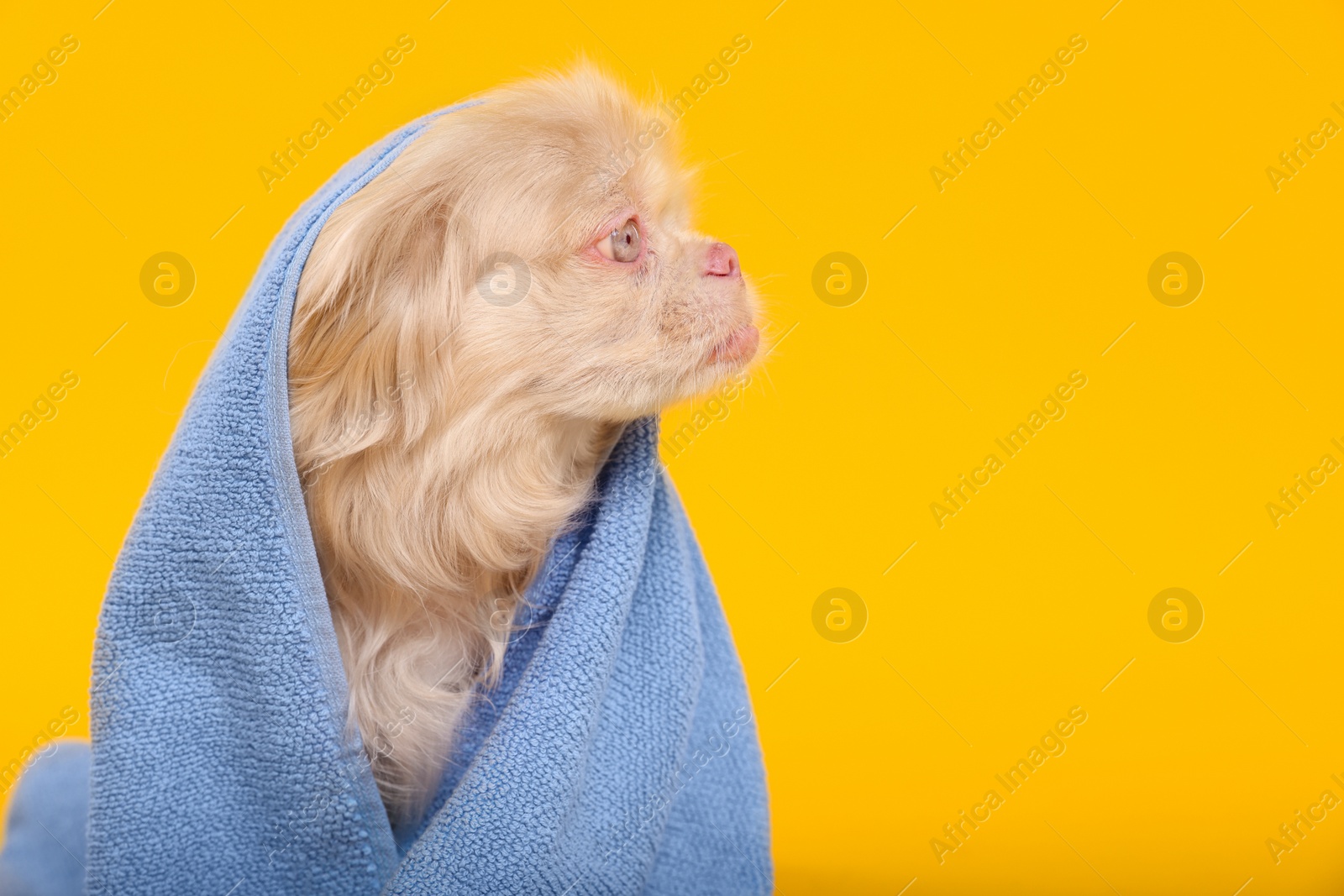 Photo of Cute Pekingese dog wrapped in towel on yellow background, space for text. Pet hygiene