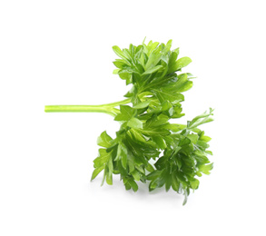 Photo of Fresh green curly parsley on white background