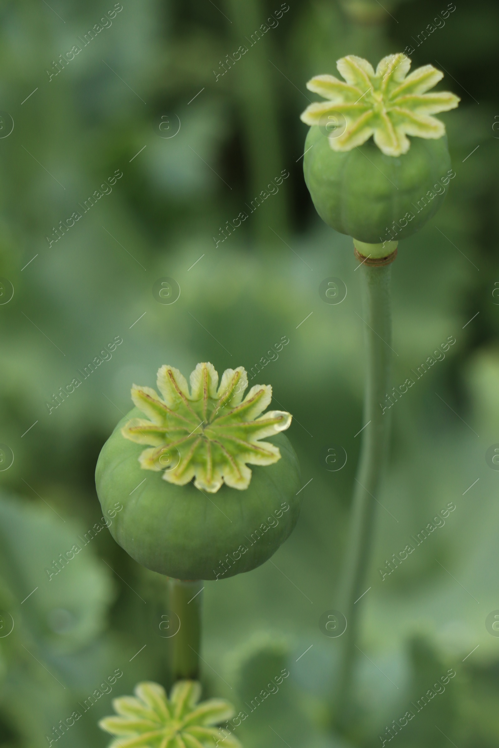 Photo of Green poppy heads growing in field, closeup