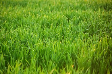 Photo of Young green grass with dew drops in field on spring morning