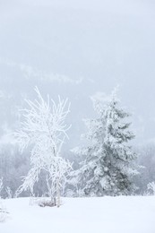 Beautiful view of trees and plants covered with snow on winter day