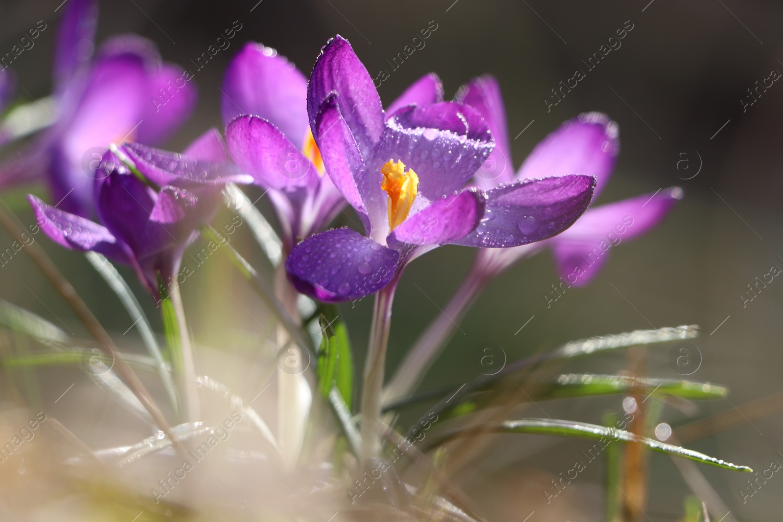 Photo of Fresh purple crocus flowers growing on blurred background, closeup