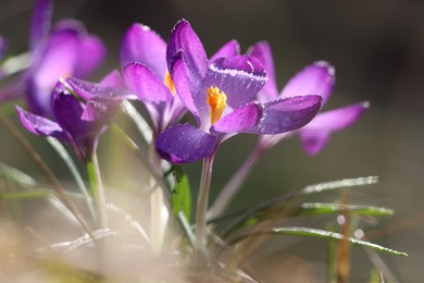 Fresh purple crocus flowers growing on blurred background, closeup