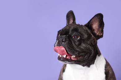 Photo of Adorable French Bulldog on purple background, space for text. Lovely pet