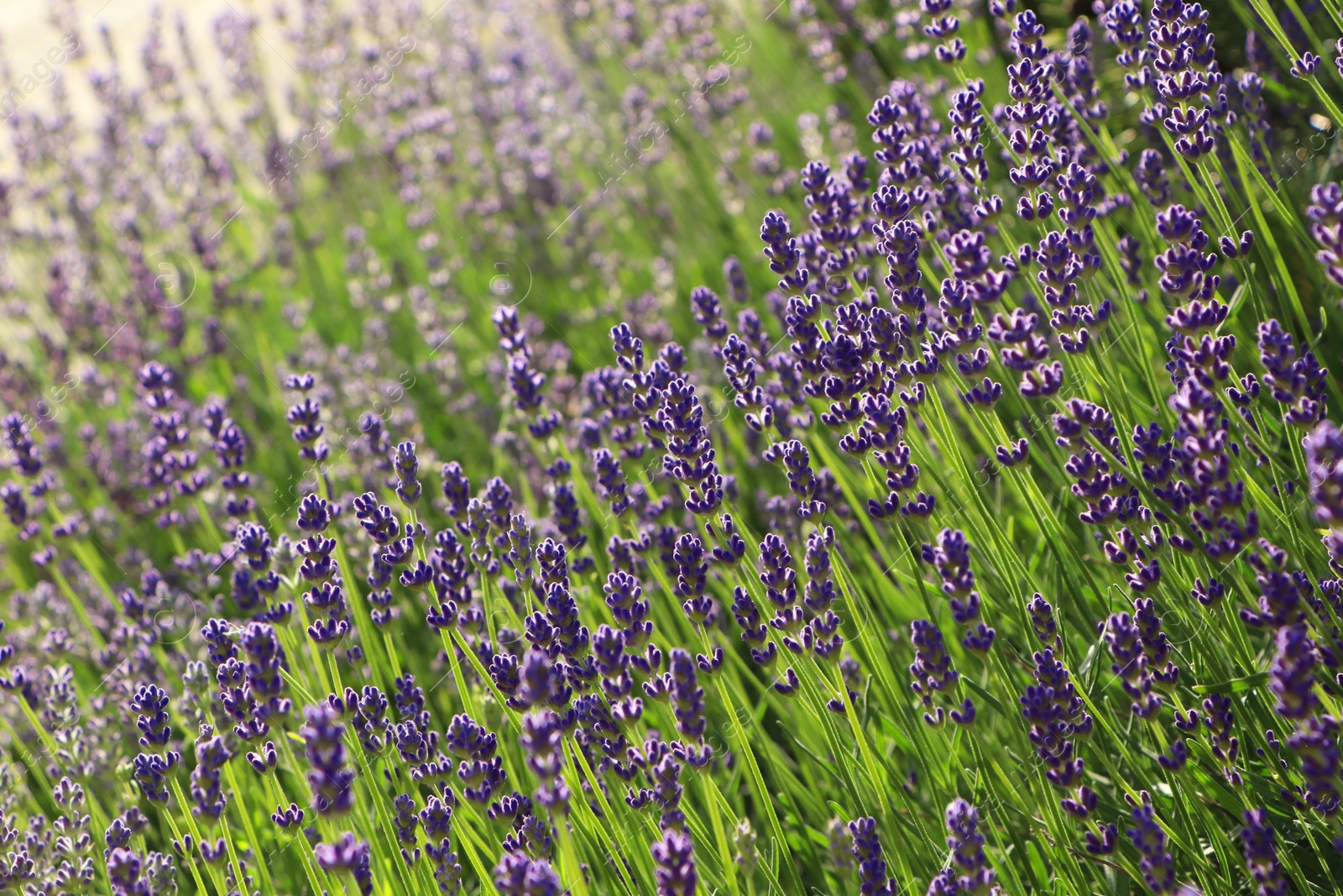 Photo of Beautiful blooming lavender plants in field on sunny day