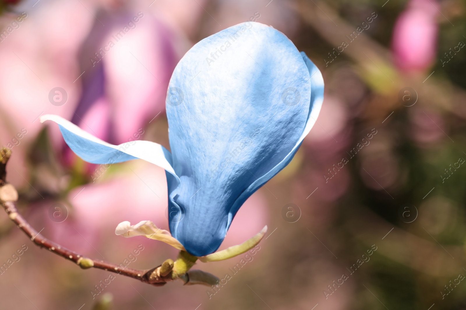 Image of Beautiful delicate magnolia Blue Opal outdoors, closeup. Spring season