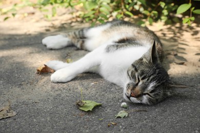 Photo of Cat suffering from heat stroke on asphalt outdoors