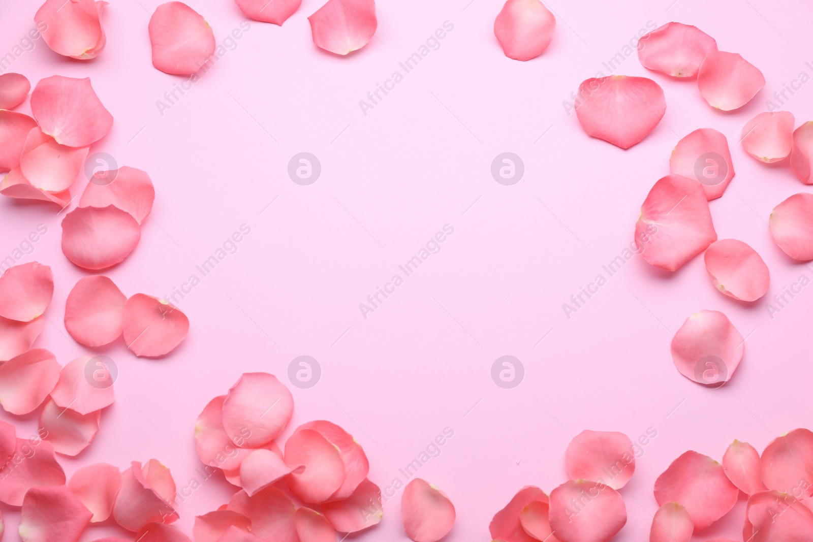 Photo of Beautiful rose flower petals on pink background, flat lay. Space for text