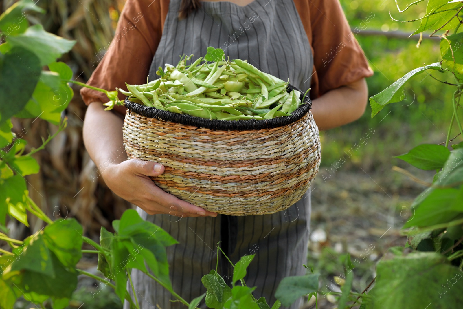 Photo of Young woman harvesting fresh green beans in garden, closeup