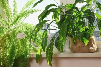 Photo of Beautiful potted house plants on windowsill indoors