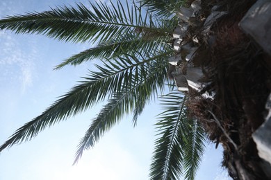 Photo of Beautiful palm tree with green leaves against blue sky, bottom view