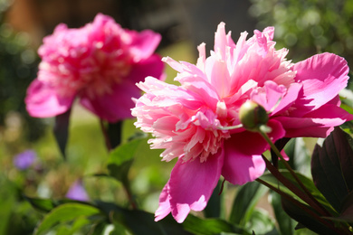 Closeup view of blooming pink peony bush outdoors