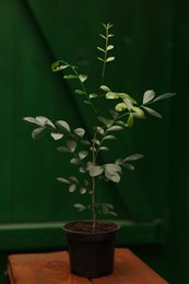 Potted carissa tree on wooden stand in greenhouse