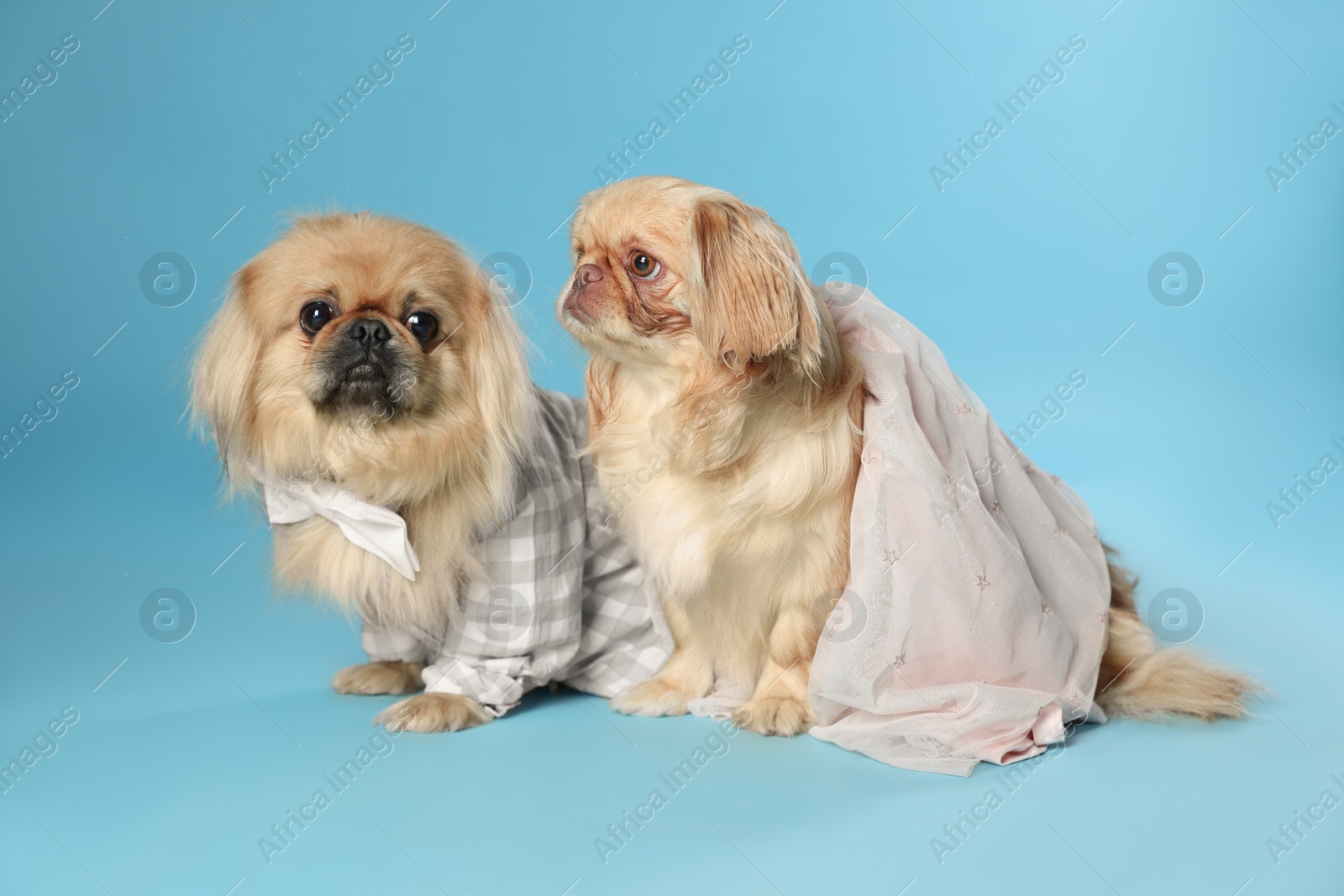 Photo of Cute Pekingese dogs in pet clothes on light blue background