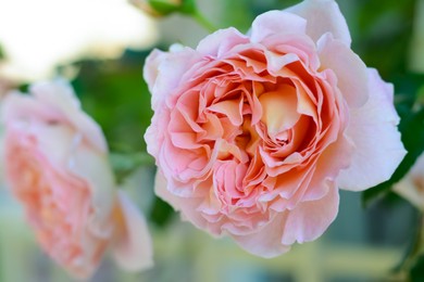 Photo of Beautiful blooming rose bush outdoors, closeup view