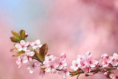 Photo of Branch of blossoming spring tree with tiny flowers on blurred background. Space for text