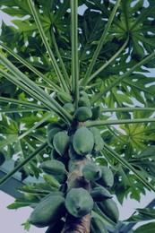 Unripe papaya fruits growing on tree outdoors, low angle view