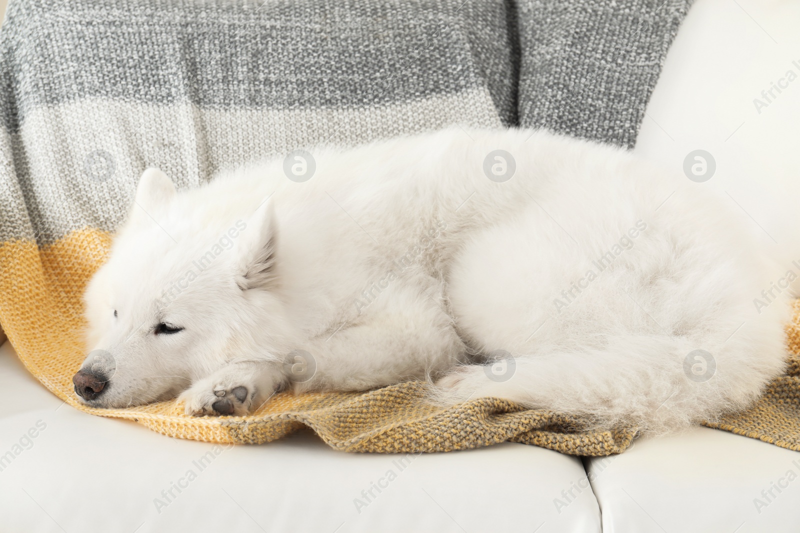 Photo of Adorable Samoyed dog lying on soft blanket. Perfect sleeping place