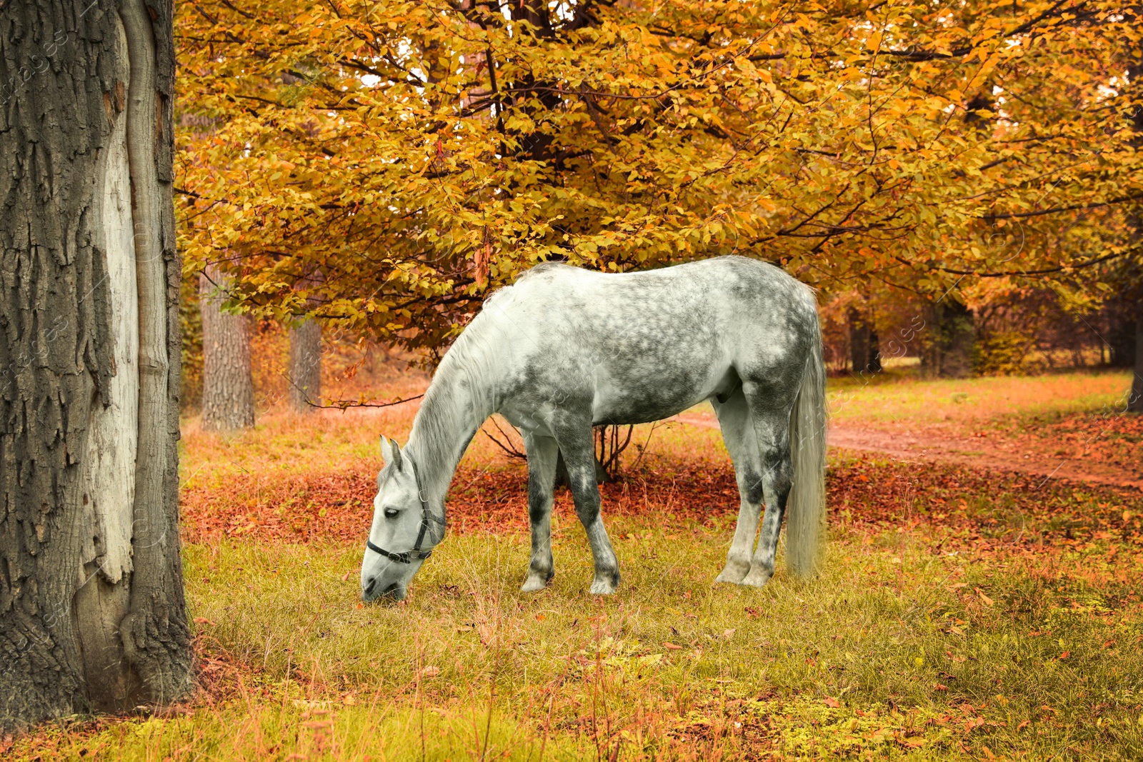 Photo of Horse with bridle in park on autumn day