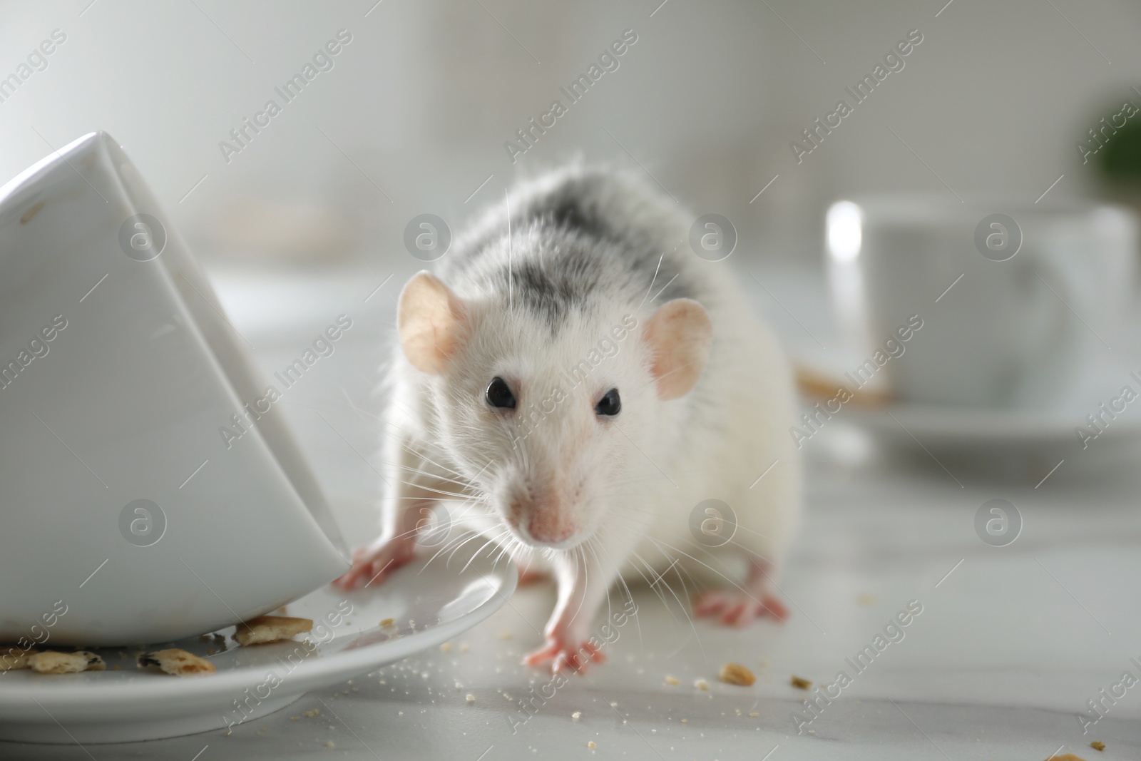 Photo of Rat near dirty dishes on table indoors, closeup. Pest control