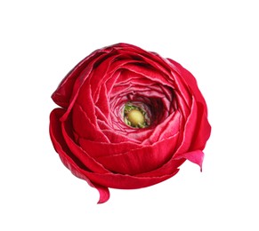 Photo of Beautiful fresh ranunculus flower isolated on white