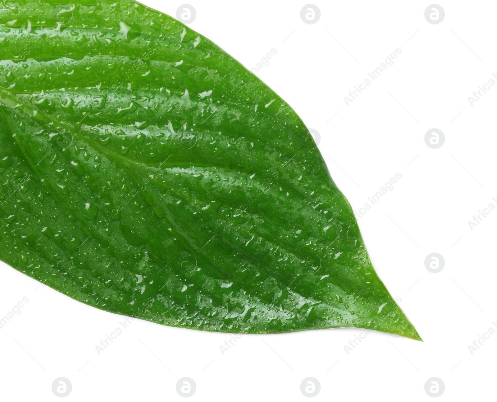 Photo of Green leaf with water drops on white background