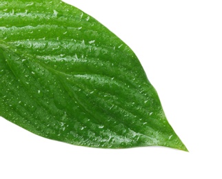 Photo of Green leaf with water drops on white background