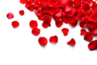 Beautiful red rose flower petals on white background, top view