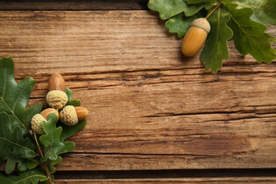 Photo of Oak branches with green leaves and acorns on wooden table, flat lay. Space for text