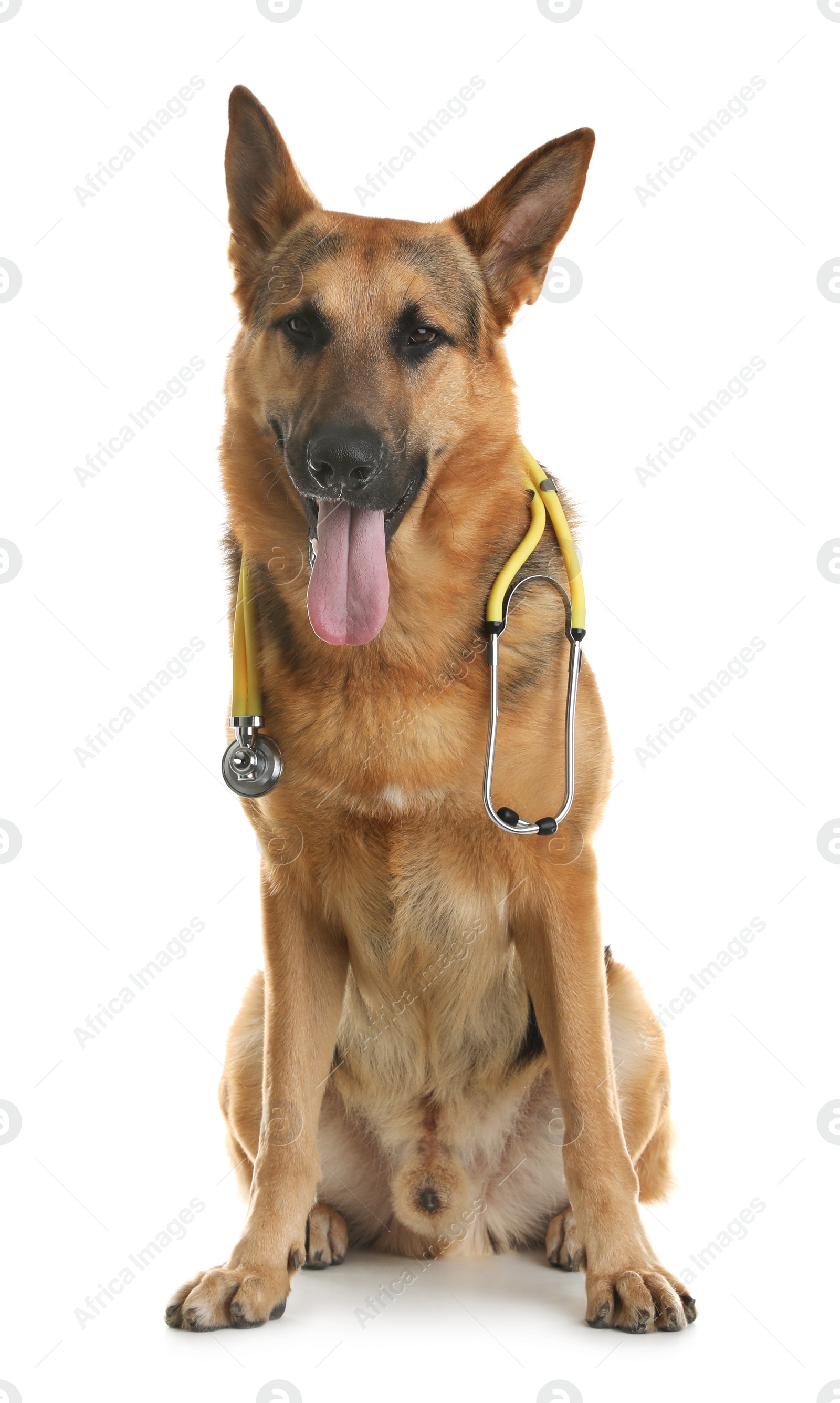 Photo of Cute dog with stethoscope as veterinarian on white background