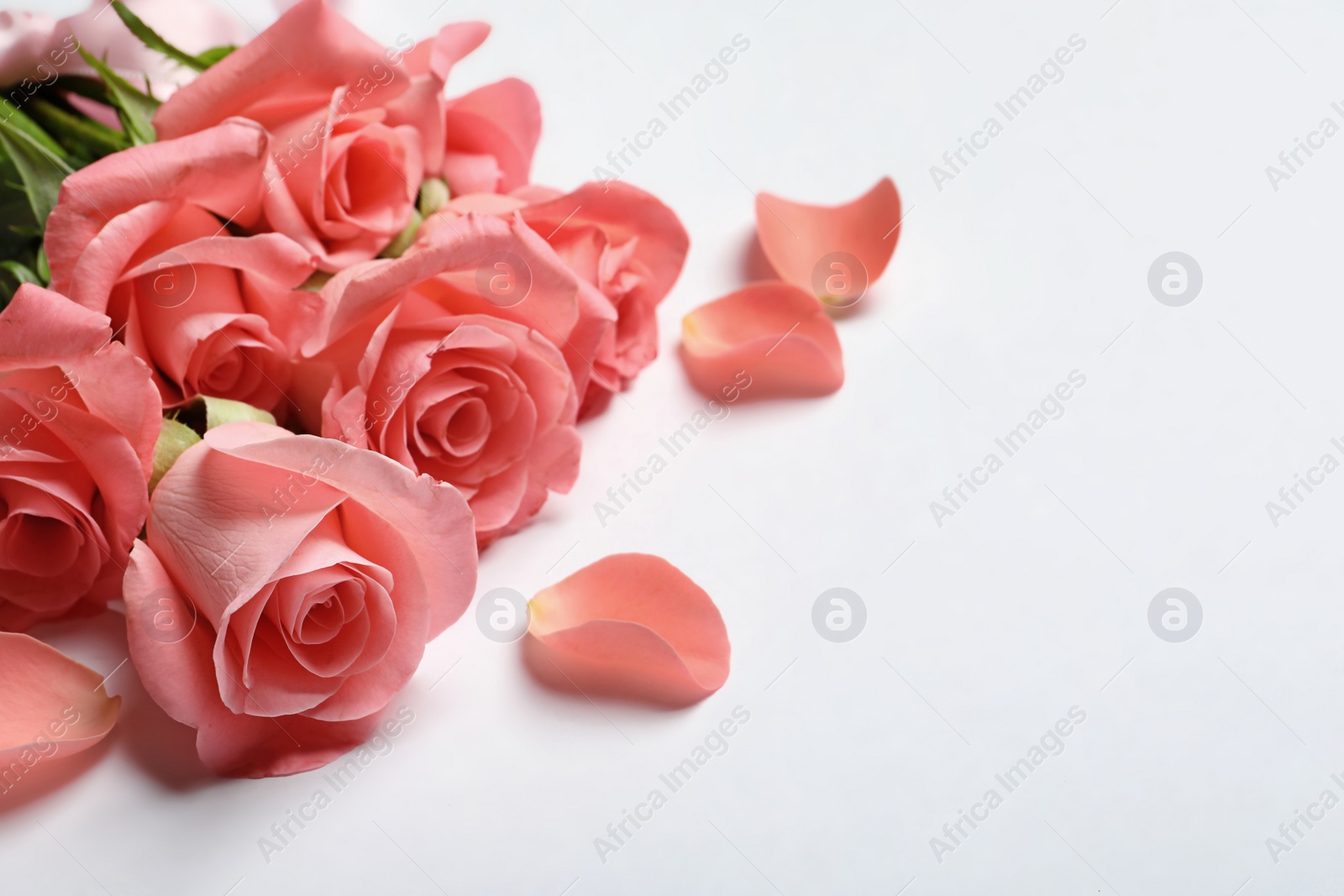 Photo of Bouquet of beautiful roses on white background